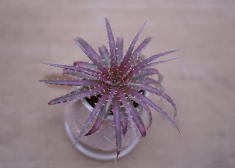 ディッキア・ダウソニー　Dyckia dawsonii