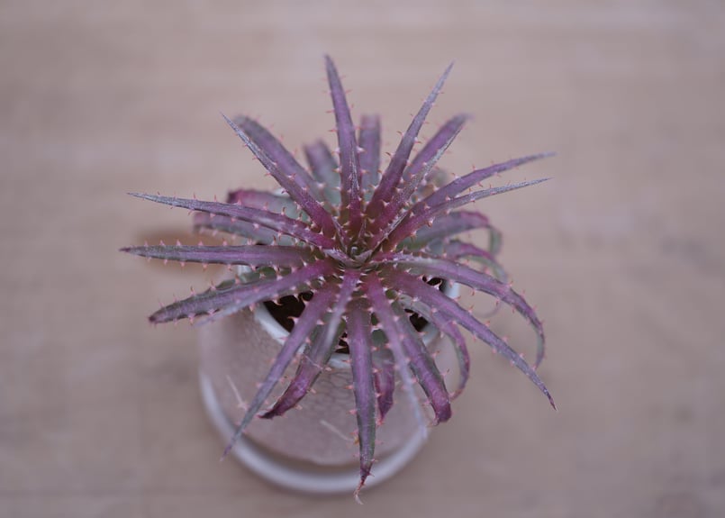 ディッキア・ダウソニー Dyckia dawsonii | mana's farm:塊根
