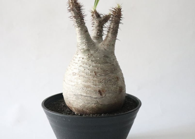 パキポディウム　グラキリス　サイズM パキポディウム グラキリス-PG294 | Supervoid Caudex