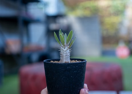パキポディウム ホロンベンセ 沖縄実生