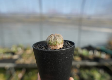 ユーフォルビア　オベサブロー　Euphorbia ObesaBlow