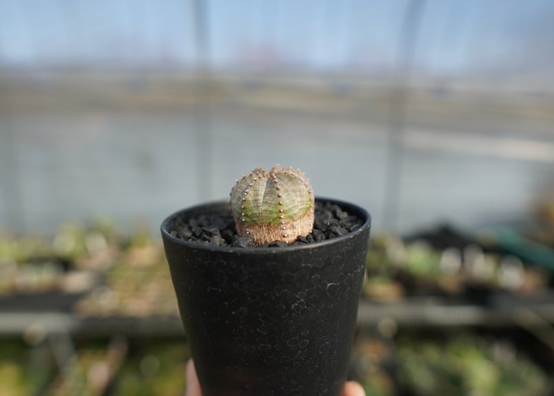 ユーフォルビア オベサブロー Euphorbia ObesaBlow | mana's far