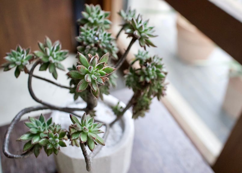 まずはここから始めてみよう＊初心者多肉3点SET | mana's