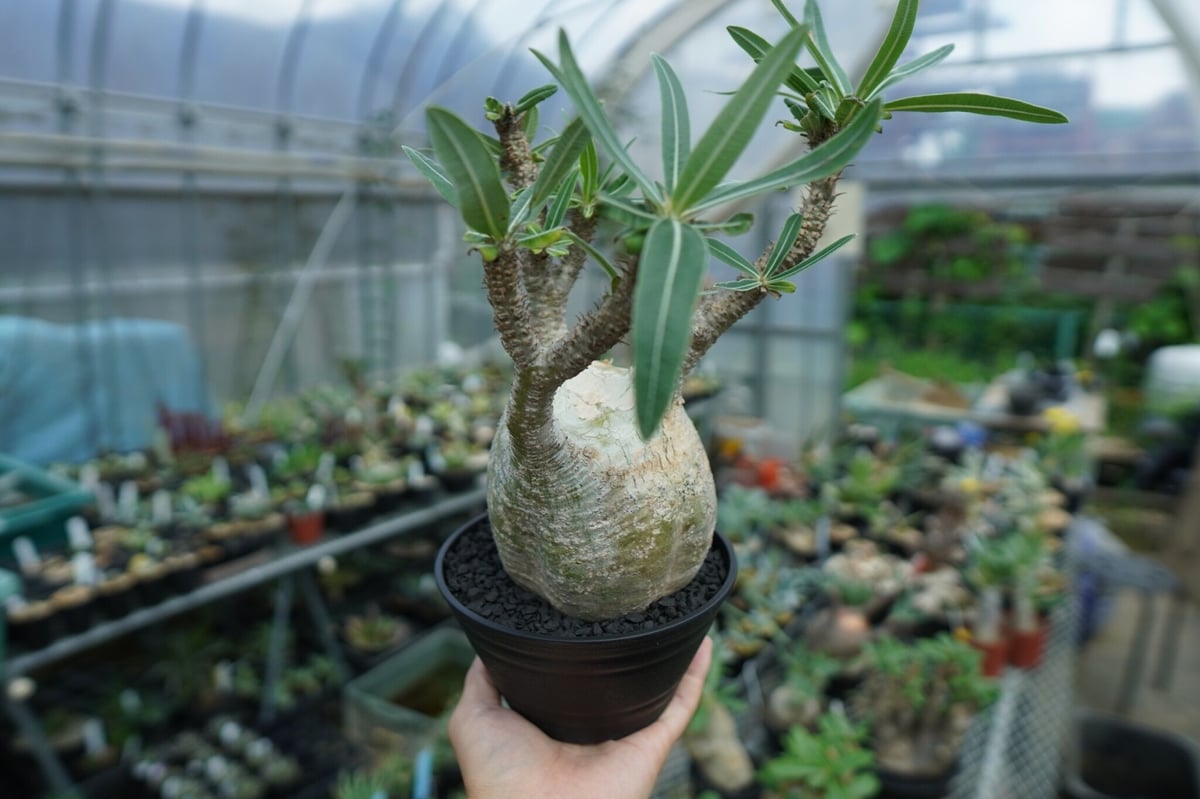 パキポディウム グラキリス Pachypodium Gracilius No.4 | ma