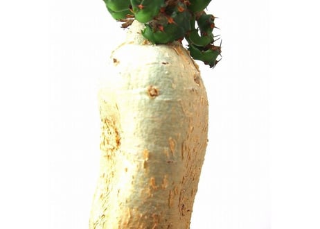 ユーフォルビア ステラータ 飛竜  Euphorbia stellata　№5
