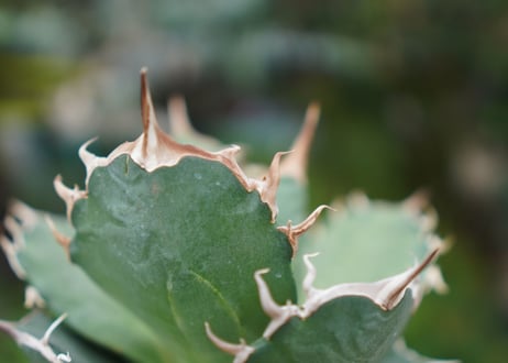 Agave titanota 白鯨 B NO.9