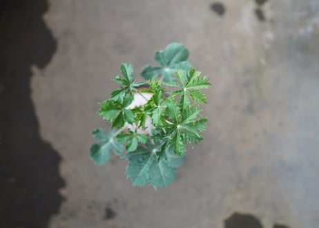 錦珊瑚 　《1》