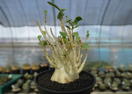 アデニウム　Adenium　No.9