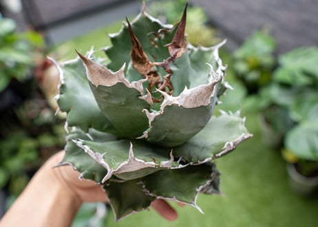 Agave White flame B 白火焔  NO.4