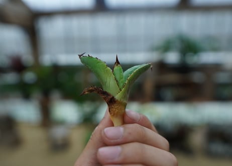 アガベ　チタノタ　黒火焔　agave titanota Black fire