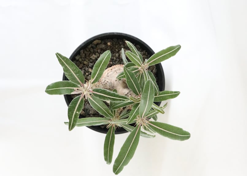 塊根植物　パキポディウム 　カクチペス Amazon｜【現品限り】パキポディウム・カクチペス【F2