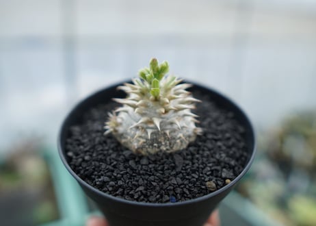 パキポディウム　恵比寿大黒　Pachypodium Densicaule　No.10