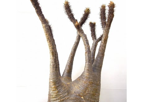 Pachypodium    パキポディウム　グラキリス   №2