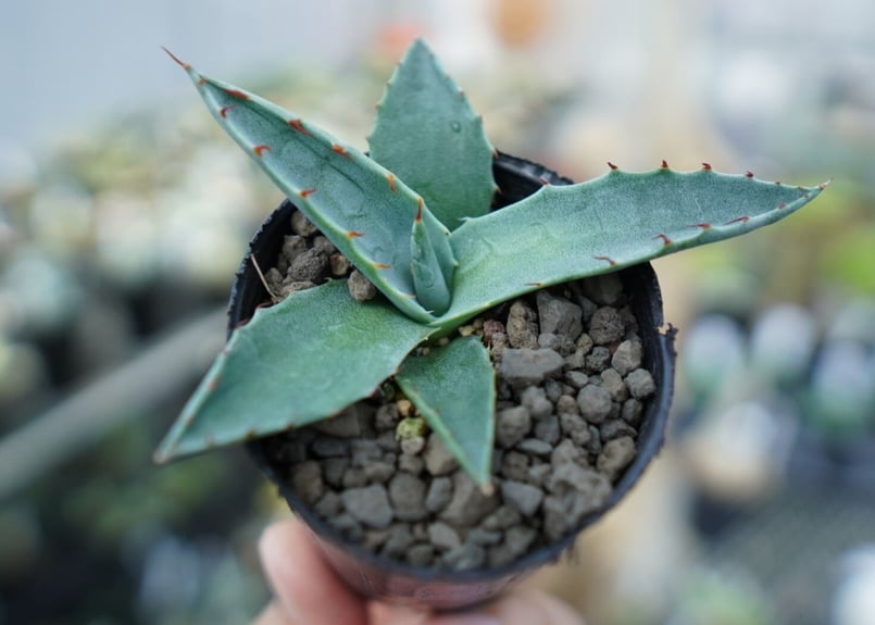 アガベ オバティフォリア Agave ovatifolia No.1 | mana's far