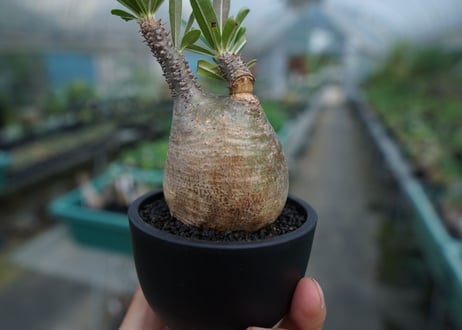 【発根管理中】パキポディウム　グラキリス　 Pachypodium Gracilius  No.6