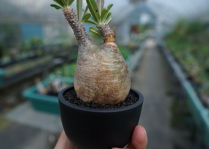 発根管理中】パキポディウム グラキリス Pachypodium Gracilius No