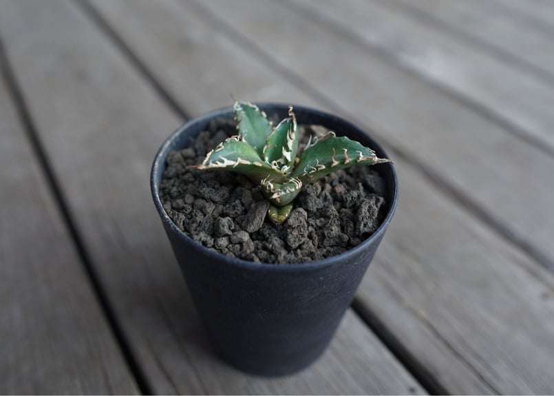 アガベ　オテロイ　Agave Oaxaca アガベ オアハカ オテロイ/Agave Oaxaca oteroi – LAND KNOT PLANTS