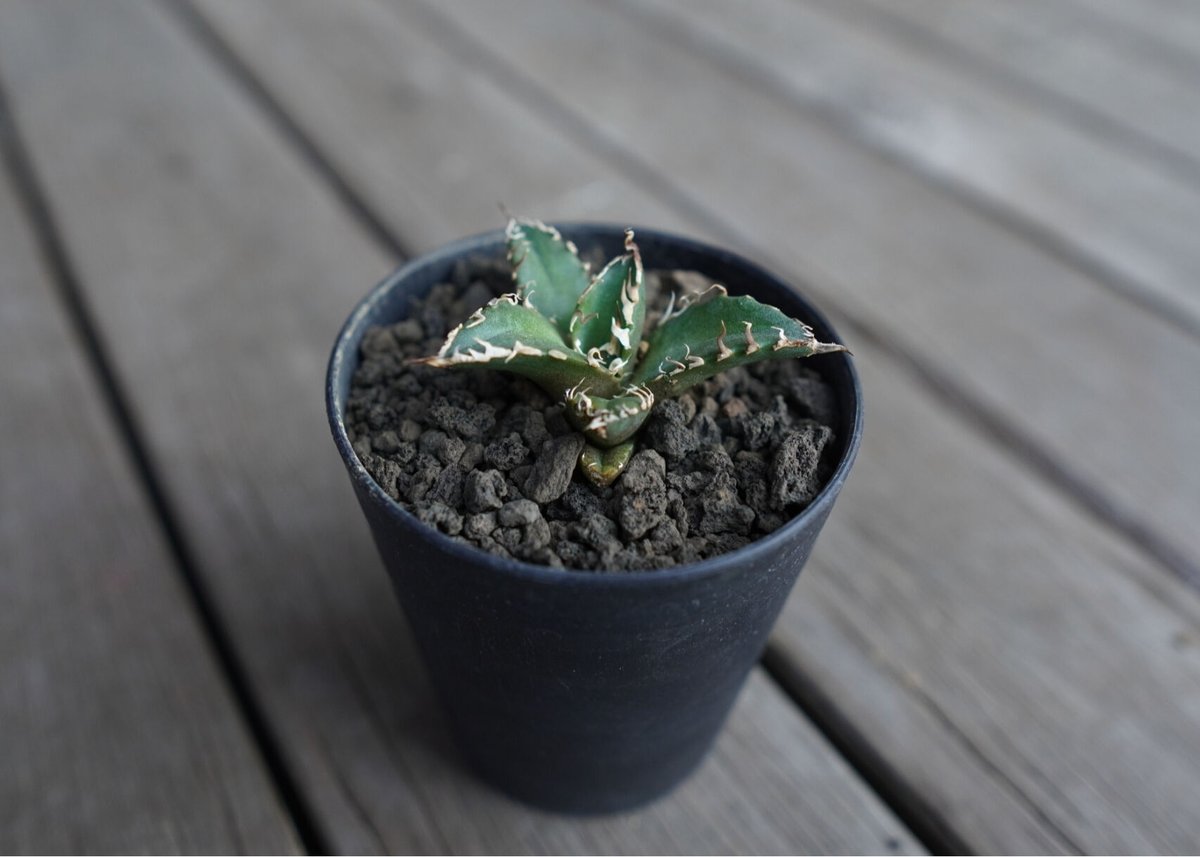 アガベ オテロイ オアハカ agave oteroi oaxaca | mana's farm