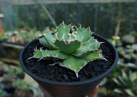 アガベ　チタノタ　フィリグリー　agave titanota filigree　No.2