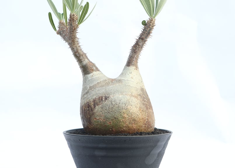 パキポディウム グラキリス no.21 | mana's farm:塊根植物・アガベ