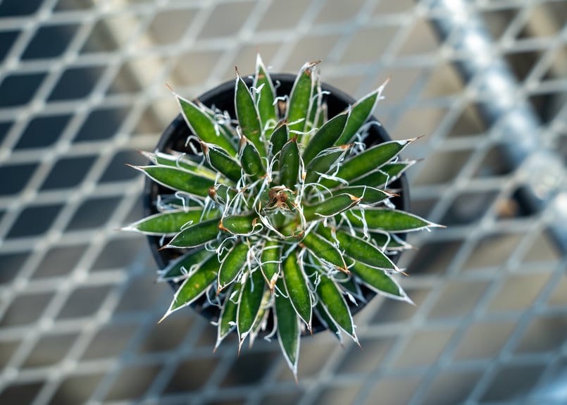 アガベ フィリフェラ シディゲラ agave filifera ssp. schidigera