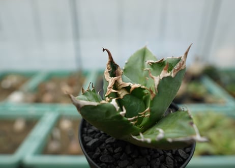 アガベ　チタノタ　白火焔　agave titanota white fire