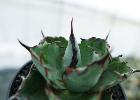 アガベ　チタノタ　 ブラックアンドブルー 　Agave titanota black and blue　NO.6