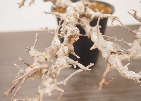コミフォラ エイル Commiphora sp. Somalia Eyl