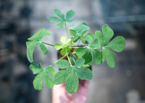 アデニア グラウカ  Adenia glauca　NO.1