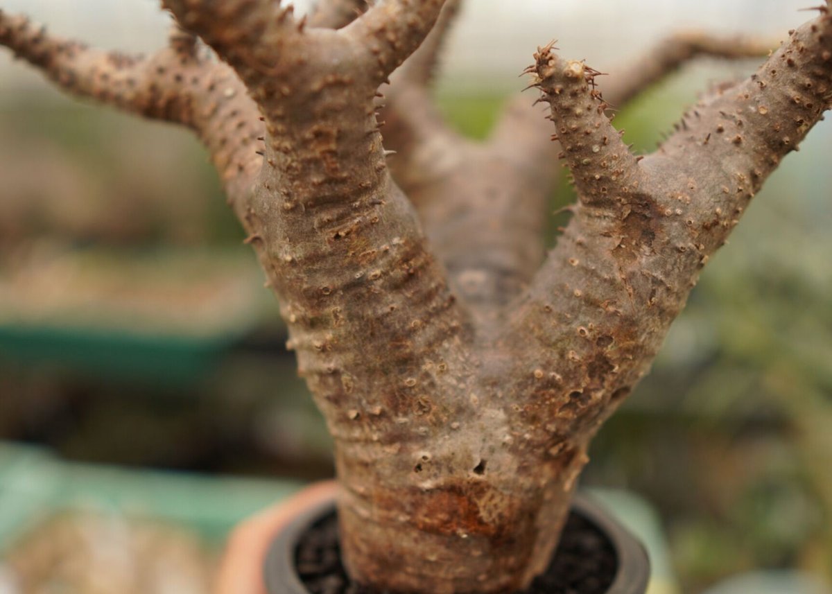 パキポディウム マカイエンセ | mana's farm:塊根植物・アガベ・ドライ