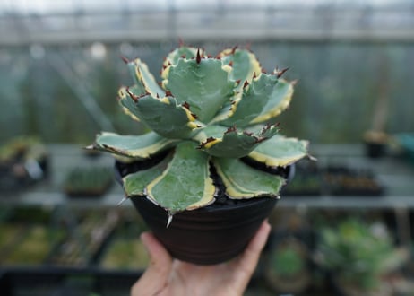 アガベ　兜蟹錦　連棘　Agave isthmensis “Kabutogani” variegata