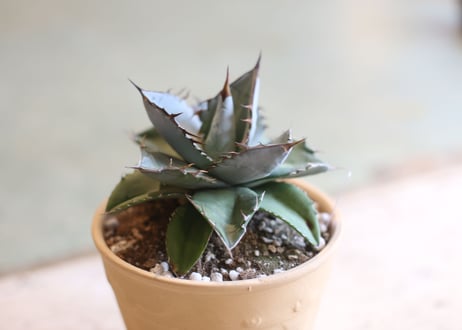 Agave titanota whiteice
