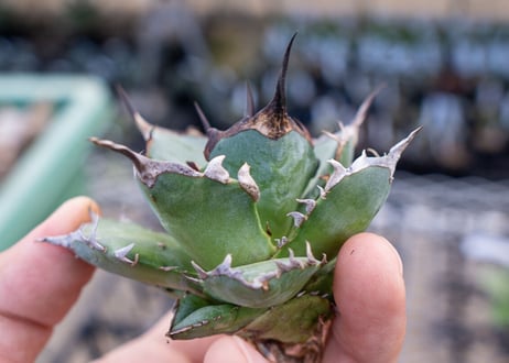 Agave titanota hades No.3