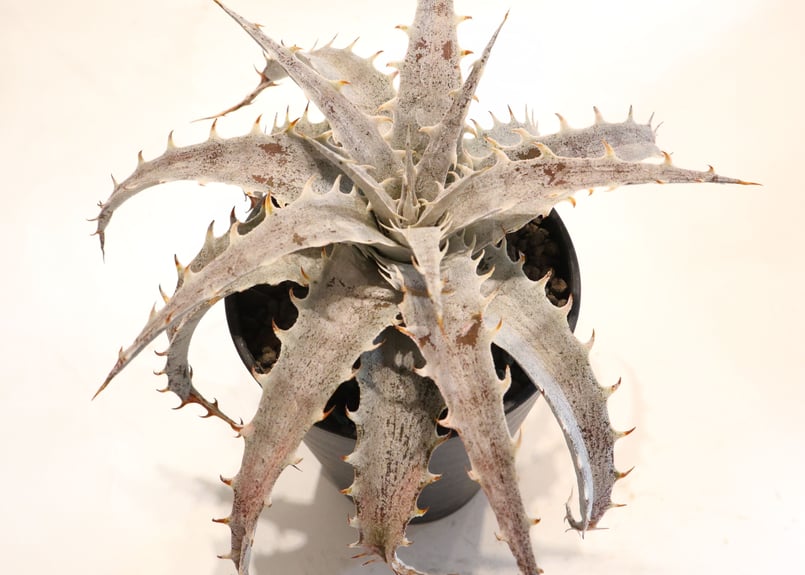 Dyckia Red Bone X ML Red Clone F1 | mana's farm