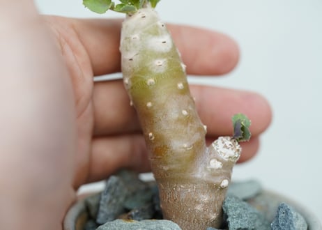 Othonna cremnophylla