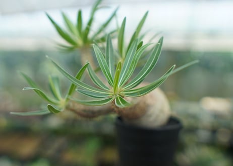 パキポディウム　グラキリス　 Pachypodium Gracilius  No.1