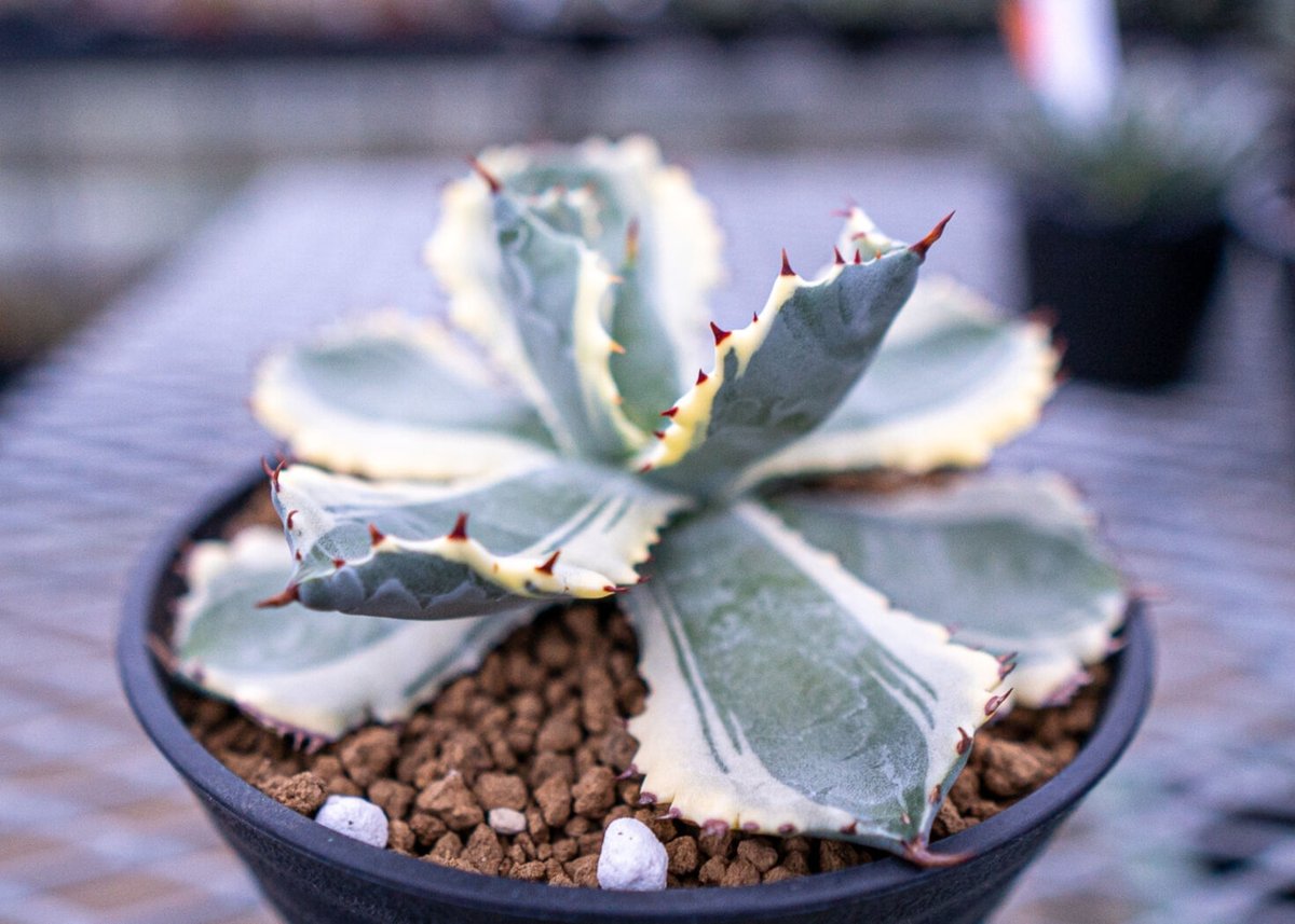 アガベ カブトガニ錦 | mana's farm:塊根植物・アガベ・ドライガーデン