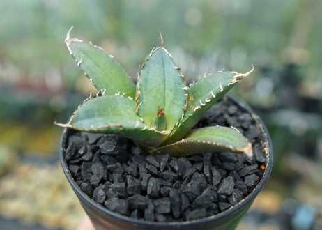 アガベ　チタノタ　FO-76　Agave titanota  FO-76　No.4