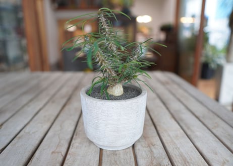 ユーフォルビア　 ロッシー Euphorbia rossii
