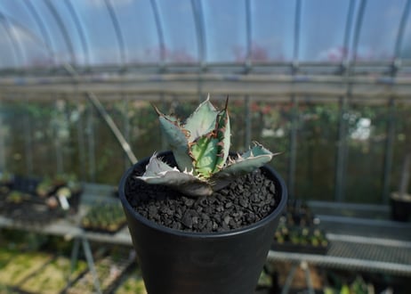 アガベ　チタノタ　ブルー　agave titanota Blue  No.1