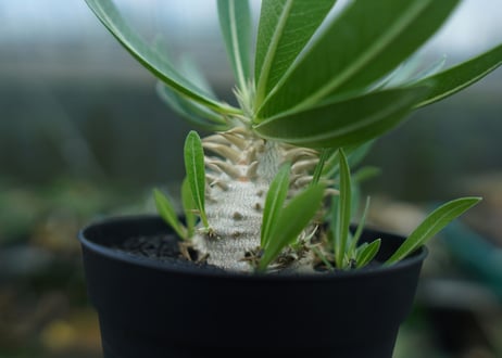 パキポディウム　恵比寿大黒　Pachypodium Densicaule　No.4