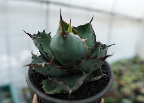 アガベ　チタノタ　 ブラックアンドブルー 　Agave titanota black and blue　NO.7