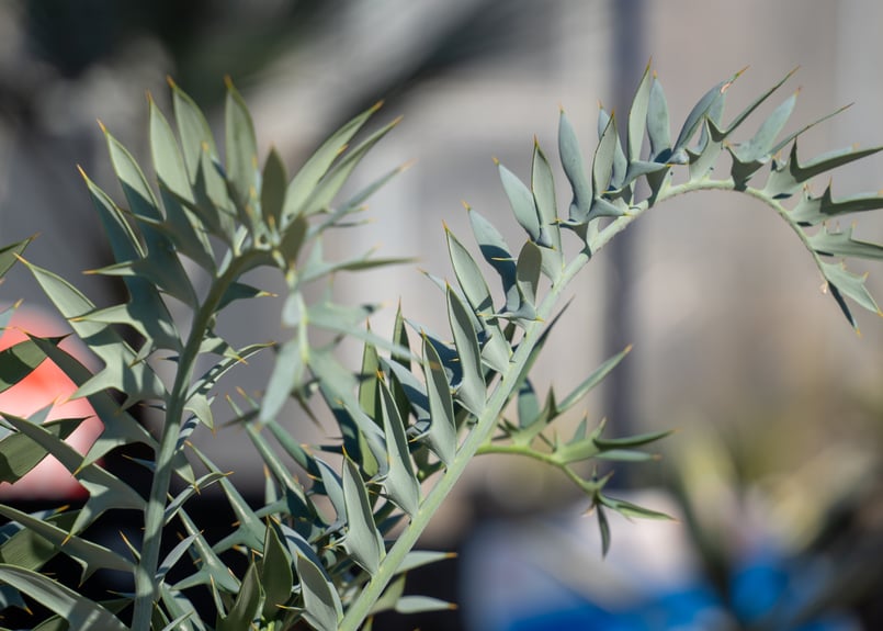 エンセファラルトス ホリダス 最強分頭 スーパーブルー 幹丸々 エンセファラルトス ホリダス 最強分頭 スーパーブルー 幹丸々 - メルカリ