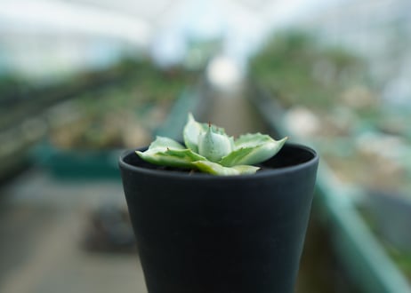 アガベ　王妃雷神錦　Agave　“Ohi Raijin Nishiki ”　No.2