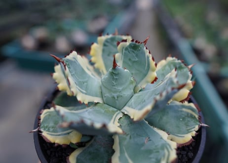 アガベ　兜蟹錦　連棘　Agave isthmensis “Kabutogani” variegata No.1