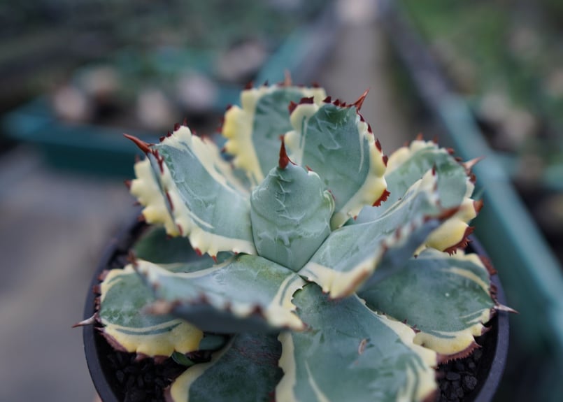 アガベ 兜蟹錦 連棘 Agave isthmensis “Kabutogani” varieg