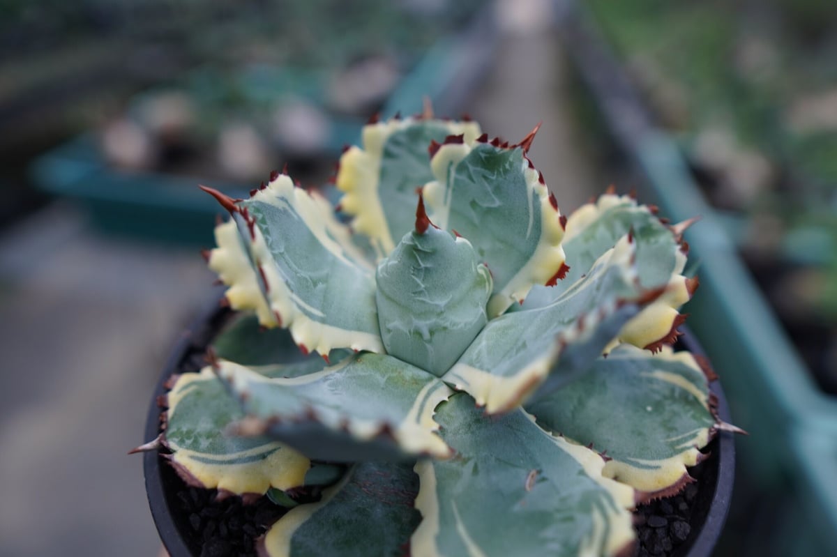 アガベ　狼人 アガベ・チタノタ「狼人」 3.5号鉢 | | チタノタ銘品シリーズ | 四国