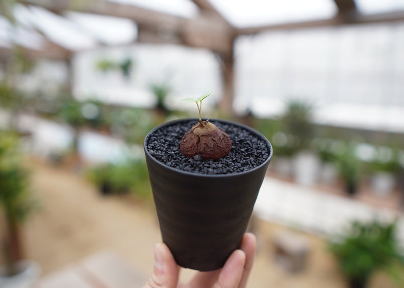 亀甲竜 No.20 | mana's farm:塊根植物・アガベ・ドライガーデン