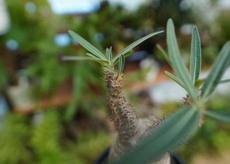 【発根管理中】パキポディウム　グラキリス　 Pachypodium Gracilius  No.6