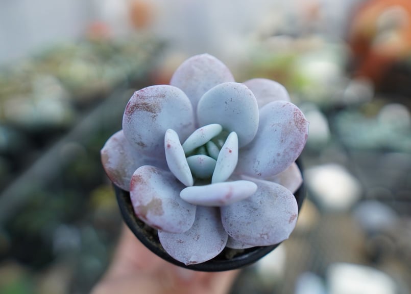 エケベリア ラウイ Echeveria laui No.2 | mana's farm:塊根植